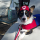 Illustration for article titled Had A Rough Day? Heres A Cosplaying Corgi